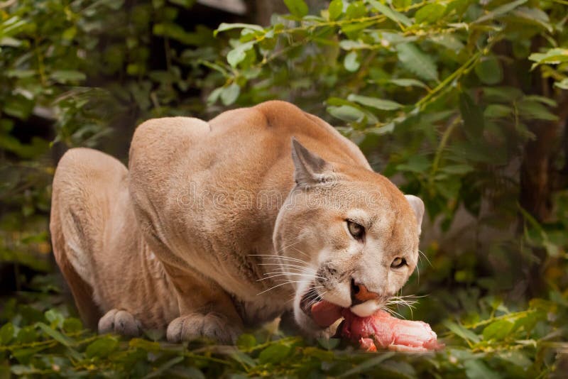 what eats a puma